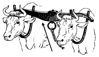 Cattle yoke